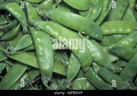 Schnee Erbsen (Pisum sativum), auch bekannt als chinesische ZUCKERSCHOTEN, ZUCKERERBSEN und MANGETOUT Stockfoto