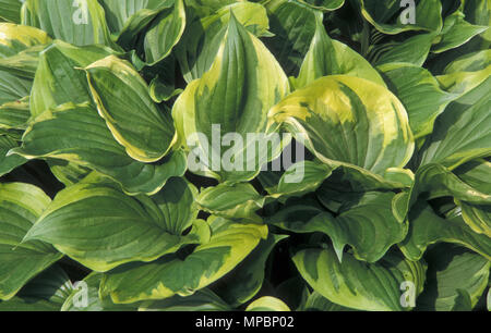 HOSTA VENTRICOSA VAR AUREOMACULATA Stockfoto