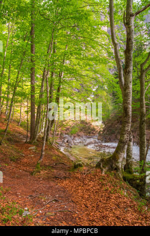 Magische Holz, Licht, das durch die Kabinenhaube, Blätter bedecken den Boden, Bäume mit weißen Rinde, moosigen Wurzeln und üppigen grünen Blättern. Stockfoto