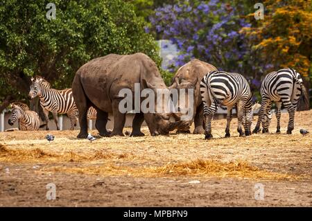 Rhinoceros und Zebras wandern in der Wildnis in der Ramat Gan Safari. Der Zoologische Center Tel. Aviv-Ramat Gan hat eine große Sammlung von Wildtieren. Stockfoto