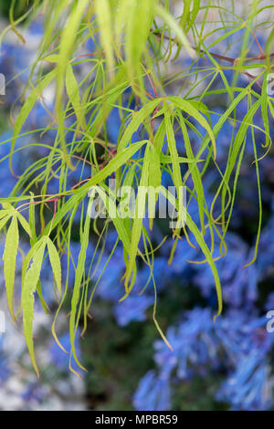 Acer palmatum 'Koto no Ito'. Japanischer Ahorn 'Koto no Ito' Baum Blätter im Mai eine Blume zeigen. Großbritannien Stockfoto