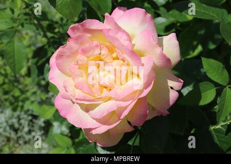 Rosa Rose Garden in der Burg von Bory. Genau dieser schönen Blume. Stockfoto