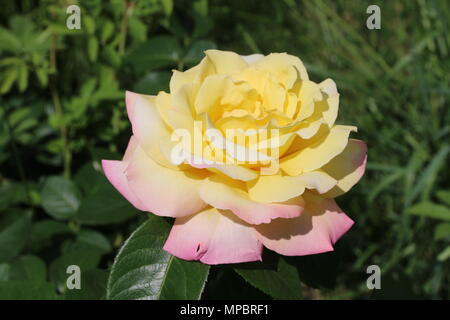 Rosa Rose Garden in der Burg von Bory. Genau dieser schönen Blume. Stockfoto