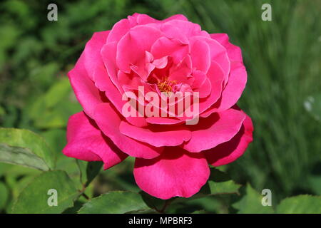 Rosa Rose Garden in der Burg von Bory. Genau dieser schönen Blume. Stockfoto