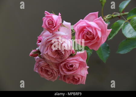 Rosa Rose Garden in der Burg von Bory. Genau dieser schönen Blume. Stockfoto