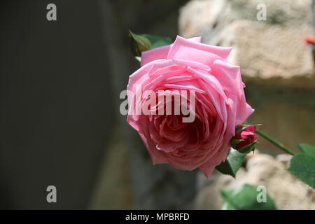 Rosa Rose Garden in der Burg von Bory. Genau dieser schönen Blume. Stockfoto