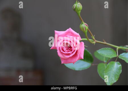 Rosa Rose Garden in der Burg von Bory. Genau dieser schönen Blume. Stockfoto