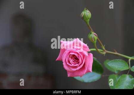 Rosa Rose Garden in der Burg von Bory. Genau dieser schönen Blume. Stockfoto