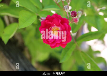 Rosa Rose Garden in der Burg von Bory. Genau dieser schönen Blume. Stockfoto