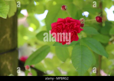 Rosa Rose Garden in der Burg von Bory. Genau dieser schönen Blume. Stockfoto