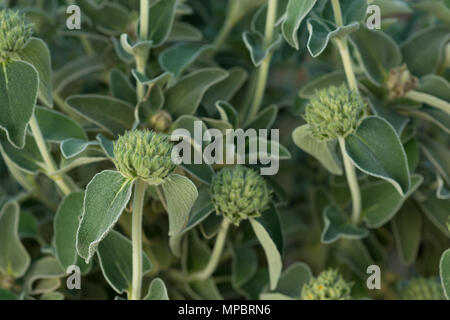 Eine mediterrane Strauch mit fetter Grauer verlässt Jerusalem Salbei, Phlomis fruticosa, mit jungen Blüten von unterschiedlichem Ausmaß von Bloom architektonische Stiele Stockfoto