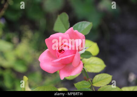 Rosa Rose Garden in der Burg von Bory. Genau dieser schönen Blume. Stockfoto