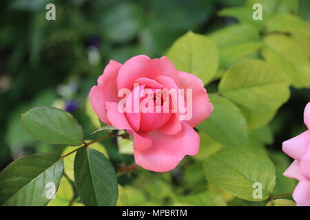 Rosa Rose Garden in der Burg von Bory. Genau dieser schönen Blume. Stockfoto