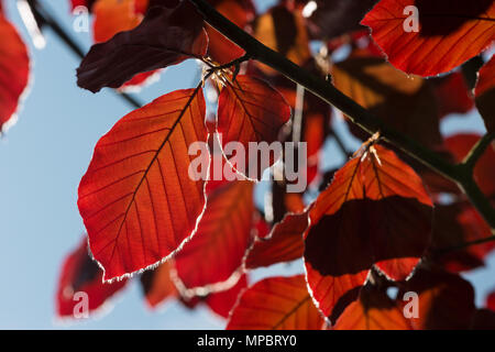 Neue Feder Blätter des Weinens lila Buche Baum ganz anders aussehen, wenn die Hintergrundbeleuchtung, Leuchten mit einer tiefroten Farbe, Fagus sylvatica, lila Brunnen Stockfoto