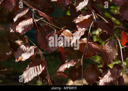Neue Feder Blätter des Weinens lila Buche Baum ganz anders aussehen, wenn die Hintergrundbeleuchtung, Leuchten mit einer tiefroten Farbe, Fagus sylvatica, lila Brunnen Stockfoto