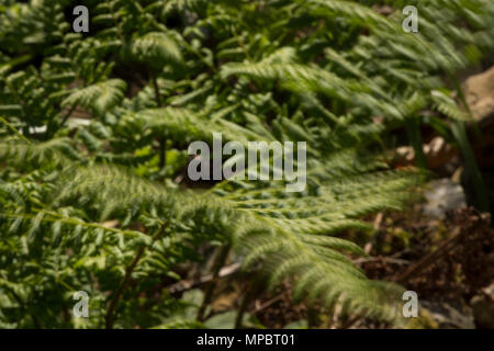 Breite buckler fern, Dryopteris dilatata, neue Wedel Tipp ausbreiten im Waldland sanft im kontinuierlichen windigen Bedingungen geblasen wird Stockfoto