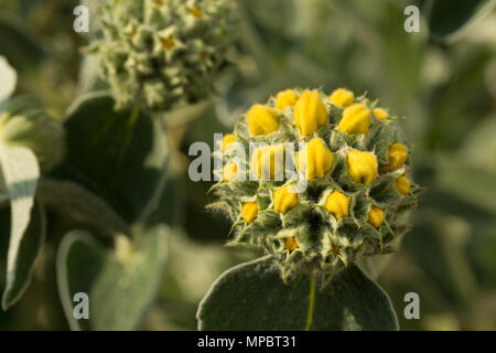 Eine mediterrane Strauch mit fetter Grauer verlässt Jerusalem Salbei, Phlomis fruticosa, mit jungen Blüten von unterschiedlichem Ausmaß von Bloom architektonische Stiele Stockfoto