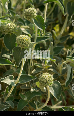 Eine mediterrane Strauch mit fetter Grauer verlässt Jerusalem Salbei, Phlomis fruticosa, mit jungen Blüten von unterschiedlichem Ausmaß von Bloom architektonische Stiele Stockfoto