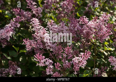 Zarte frische Blüte von Miniatur Flieder, Syringa Baum kann man mit Variationen von rosa Blüten stark duftenden Stockfoto