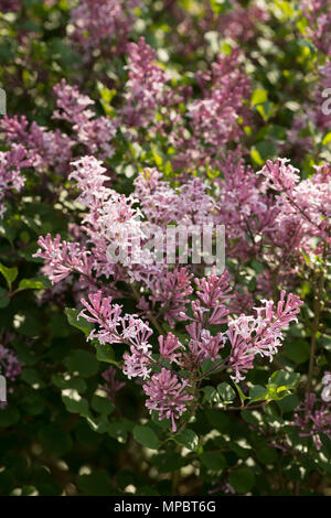 Zarte frische Blüte von Miniatur Flieder, Syringa Baum kann man mit Variationen von rosa Blüten stark duftenden Stockfoto