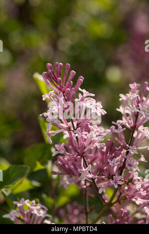 Zarte frische Blüte von Miniatur Flieder, Syringa Baum kann man mit Variationen von rosa Blüten stark duftenden Stockfoto