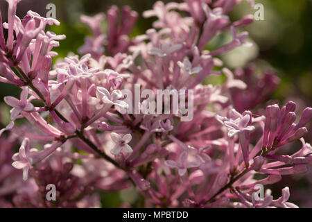Zarte frische Blüte von Miniatur Flieder, Syringa Baum kann man mit Variationen von rosa Blüten stark duftenden Stockfoto