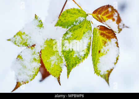 Herbst helle Blätter mit Schnee im Winter abgedeckt Stockfoto