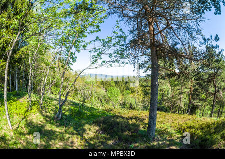 Trekkingrouten in Lillomarka in der Nähe von Oslo, Norwegen, Frühjahr, sonnigen Tag. Stockfoto