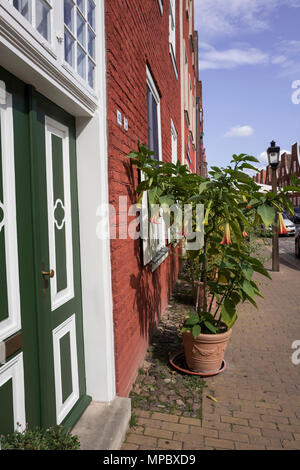 31. August 2017, Potsdam, Deutschland. Topfpflanzen Anzeige von 'Engel Trompeten' auf der Mittel-Str. Holländische Viertel, © Peter SPURRIER, Stockfoto