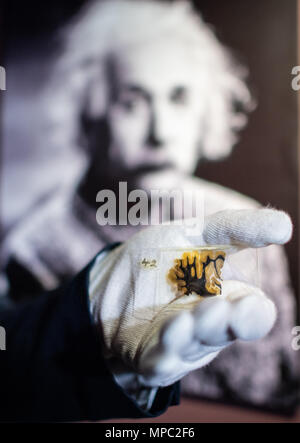 22. Mai 2018, Deutschland, Münster: Lowell Flenders der Muetter Museum in Philadelphia (USA), eine Glasplatte mit einer mikroskopischen Abschnitt des Hirngewebes von Albert Einstein an der Westfälischen Museum für Naturkunde. Die Sonderausstellung "Das Gehirn - Intelligenz, Bewusstsein, Gefühl' zeigt besondere Exemplare, unter Ihnen, Teile von Albert Einsteins Gehirn. Es öffnet am 29. Juni an der Westfälischen Museum für Naturkunde. Foto: Guido Kirchner/dpa Stockfoto