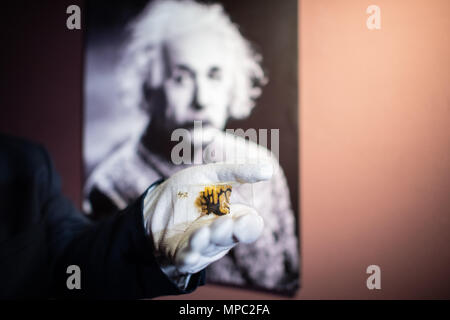 22. Mai 2018, Deutschland, Münster: Lowell Flenders der Muetter Museum in Philadelphia (USA), eine Glasplatte mit einer mikroskopischen Abschnitt des Hirngewebes von Albert Einstein an der Westfälischen Museum für Naturkunde. Die Sonderausstellung "Das Gehirn - Intelligenz, Bewusstsein, Gefühl' zeigt besondere Exemplare, unter Ihnen, Teile von Albert Einsteins Gehirn. Es öffnet am 29. Juni an der Westfälischen Museum für Naturkunde. Foto: Guido Kirchner/dpa Stockfoto