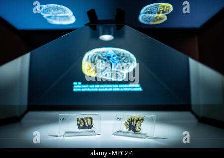 22. Mai 2018, Deutschland, Münster: zwei Glasplatten mit einem mikroskopischen Abschnitt des Hirngewebes von Albert Einstein sind in einem glas Vitrine an der Westfälischen Museum für Naturkunde angezeigt. Die Sonderausstellung "Das Gehirn - Intelligenz, Bewusstsein, Gefühl' zeigt besondere Exemplare, unter Ihnen, Teile von Albert Einsteins Gehirn. Es öffnet am 29. Juni an der Westfälischen Museum für Naturkunde. Foto: Guido Kirchner/dpa Stockfoto