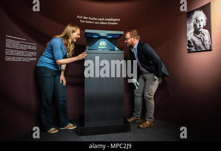 22. Mai 2018, Deutschland, Münster: Lowell Flenders (R) der Muetter Museum in Philadelphia (USA) und Organisator der Ausstellung Nicola Holm Blick in ein glas Vitrine, die zwei Glasplatten mit mikroskopischen Abschnitte des Hirngewebes von Albert Einstein an der Westfälischen Museum für Naturkunde hält. Die Sonderausstellung "Das Gehirn - Intelligenz, Bewusstsein, Gefühl' zeigt besondere Exemplare, unter Ihnen, Teile von Albert Einsteins Gehirn. Es öffnet am 29. Juni an der Westfälischen Museum für Naturkunde. Foto: Guido Kirchner/dpa Stockfoto