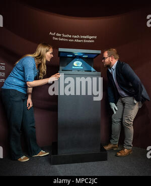 22. Mai 2018, Deutschland, Münster: Lowell Flenders (R) der Muetter Museum in Philadelphia (USA) und Organisator der Ausstellung Nicola Holm Blick in ein glas Vitrine, die zwei Glasplatten mit mikroskopischen Abschnitte des Hirngewebes von Albert Einstein an der Westfälischen Museum für Naturkunde hält. Die Sonderausstellung "Das Gehirn - Intelligenz, Bewusstsein, Gefühl' zeigt besondere Exemplare, unter Ihnen, Teile von Albert Einsteins Gehirn. Es öffnet am 29. Juni an der Westfälischen Museum für Naturkunde. Foto: Guido Kirchner/dpa Stockfoto