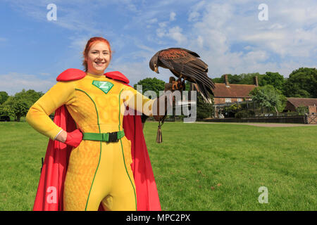 ZSL Whipsnade, Bedfordshire, 22. Mai 2018. Kapitän Z in Ihrem Zoo - Superhelden Element mit einem anderen fliegenden Helden - Zsl der 24 Jahre alten weiblichen Harris Hawk (Parabuteo unicinctus) namens Sierra. Die Tiere der ZSL Whipsnade Zoo ihre neuen Superhelden, Kapitän Z. Die planetarische Protector, die von Zsl für die Superhelden und Schurken Ereignis während können halbe Laufzeit erstellt wurde, ist es, die Tiere des ZSL Whipsnade eingeführt. Credit: Imageplotter Nachrichten und Sport/Alamy leben Nachrichten Stockfoto