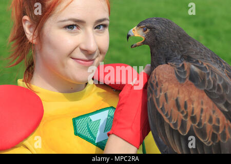 ZSL Whipsnade, Bedfordshire, 22. Mai 2018. Kapitän Z in Ihrem Zoo - Superhelden Element mit einem anderen fliegenden Helden - Zsl der 24 Jahre alten weiblichen Harris Hawk (Parabuteo unicinctus) namens Sierra. Die Tiere der ZSL Whipsnade Zoo ihre neuen Superhelden, Kapitän Z. Die planetarische Protector, die von Zsl für die Superhelden und Schurken Ereignis während können halbe Laufzeit erstellt wurde, ist es, die Tiere des ZSL Whipsnade eingeführt. Credit: Imageplotter Nachrichten und Sport/Alamy leben Nachrichten Stockfoto