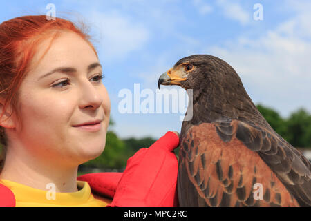 ZSL Whipsnade, Bedfordshire, 22. Mai 2018. Kapitän Z in Ihrem Zoo - Superhelden Element mit einem anderen fliegenden Helden - Zsl der 24 Jahre alten weiblichen Harris Hawk (Parabuteo unicinctus) namens Sierra. Die Tiere der ZSL Whipsnade Zoo ihre neuen Superhelden, Kapitän Z. Die planetarische Protector, die von Zsl für die Superhelden und Schurken Ereignis während können halbe Laufzeit erstellt wurde, ist es, die Tiere des ZSL Whipsnade eingeführt. Credit: Imageplotter Nachrichten und Sport/Alamy leben Nachrichten Stockfoto