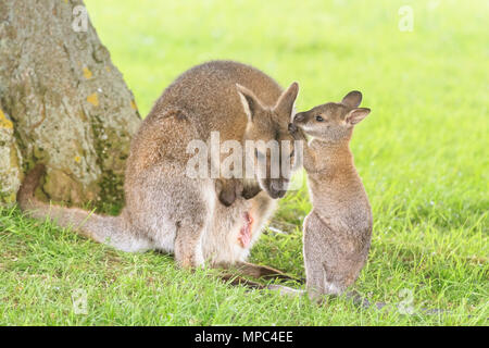 Ein Baby-Wallaby, bekannt als joey, schaut aus seiner schützenden Muttertasche und macht sich an einem warmen und sonnigen Nachmittag im ZSL Whipsnade Zoo in Befordshire auf Entdeckungsreise. Whipsade hat eine große Gruppe von Bennetts Wallabys (Macropus rufogriseus), auch Rothalswallabys genannt. Joeys verbleiben neun Monate nach der Geburt in der Tasche ihrer Mutter, bevor sie sich in die Welt begeben, aber oft in der Tasche wieder in Sicherheit gehen. Quelle: Bildplotter Stockfoto