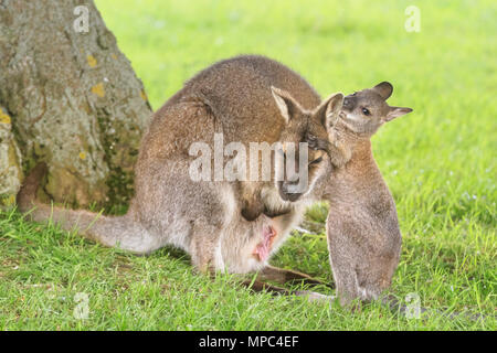 Ein Baby-Wallaby, bekannt als joey, schaut aus seiner schützenden Muttertasche und macht sich an einem warmen und sonnigen Nachmittag im ZSL Whipsnade Zoo in Befordshire auf Entdeckungsreise. Whipsade hat eine große Gruppe von Bennetts Wallabys (Macropus rufogriseus), auch Rothalswallabys genannt. Joeys verbleiben neun Monate nach der Geburt in der Tasche ihrer Mutter, bevor sie sich in die Welt begeben, aber oft in der Tasche wieder in Sicherheit gehen. Quelle: Bildplotter Stockfoto