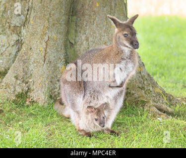 Ein Baby-Wallaby, bekannt als joey, schaut aus seiner schützenden Muttertasche und macht sich an einem warmen und sonnigen Nachmittag im ZSL Whipsnade Zoo in Befordshire auf Entdeckungsreise. Whipsade hat eine große Gruppe von Bennetts Wallabys (Macropus rufogriseus), auch Rothalswallabys genannt. Joeys verbleiben neun Monate nach der Geburt in der Tasche ihrer Mutter, bevor sie sich in die Welt begeben, aber oft in der Tasche wieder in Sicherheit gehen. Quelle: Bildplotter Stockfoto