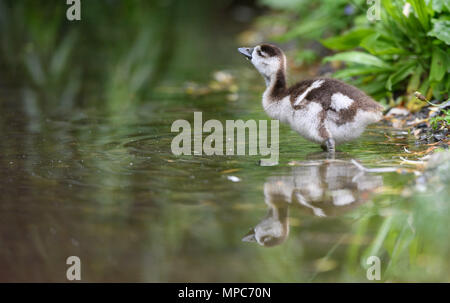 17. Mai 2018, Deutschland, Stuttgart: Eine Nilgans Getränke aus einem Teich. Foto: Sebastian Gollnow/dpa Stockfoto