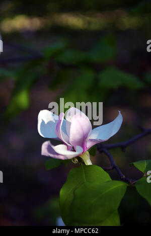 Lotus - Blumen Magnolia Flower closeup, schöne weiß mit rosa Blumen blühen auf dem Land im Frühjahr Stockfoto