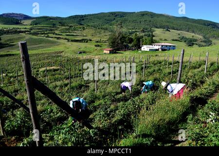 Himbeere Plantage in GRANJA PORCON-Evangelikalen Genossenschaft. Abteilung von Cajamarca PERU Stockfoto