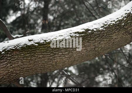 Rinde Stamm eines Baumes unter Schnee Stockfoto