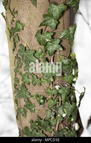 Liana auf dem Baum im Winter Stockfoto