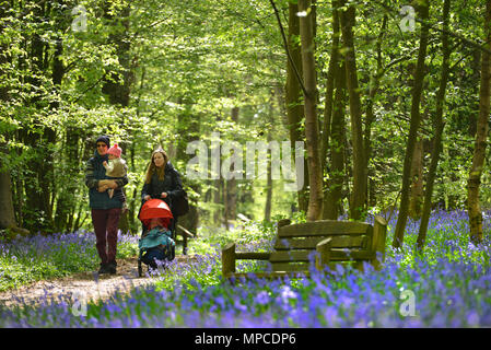 Bluebells blühen in Arlington, East Sussex Stockfoto