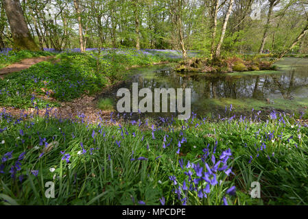 Bluebells blühen in Arlington, East Sussex Stockfoto