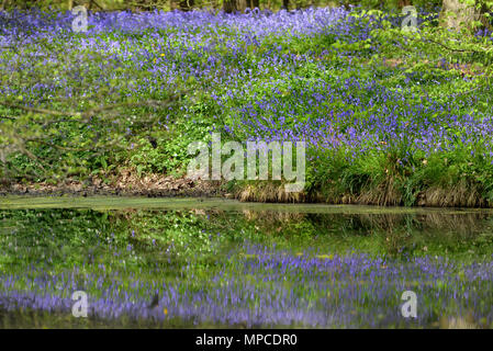 Bluebells blühen in Arlington, East Sussex Stockfoto