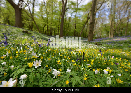 Bluebells blühen in Arlington, East Sussex Stockfoto