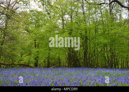 Bluebells blühen in Arlington, East Sussex Stockfoto